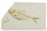 Bargain, Fossil Fish (Diplomystus) - Wyoming #357674-1